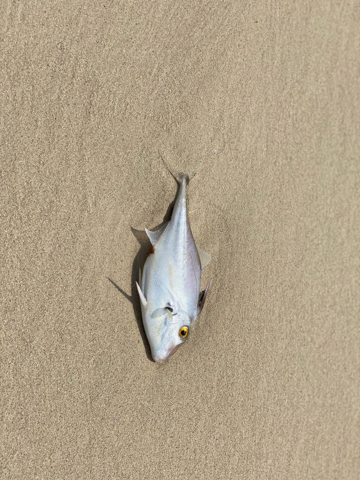 Dead fish washed up beside algae on a sandy shoreline