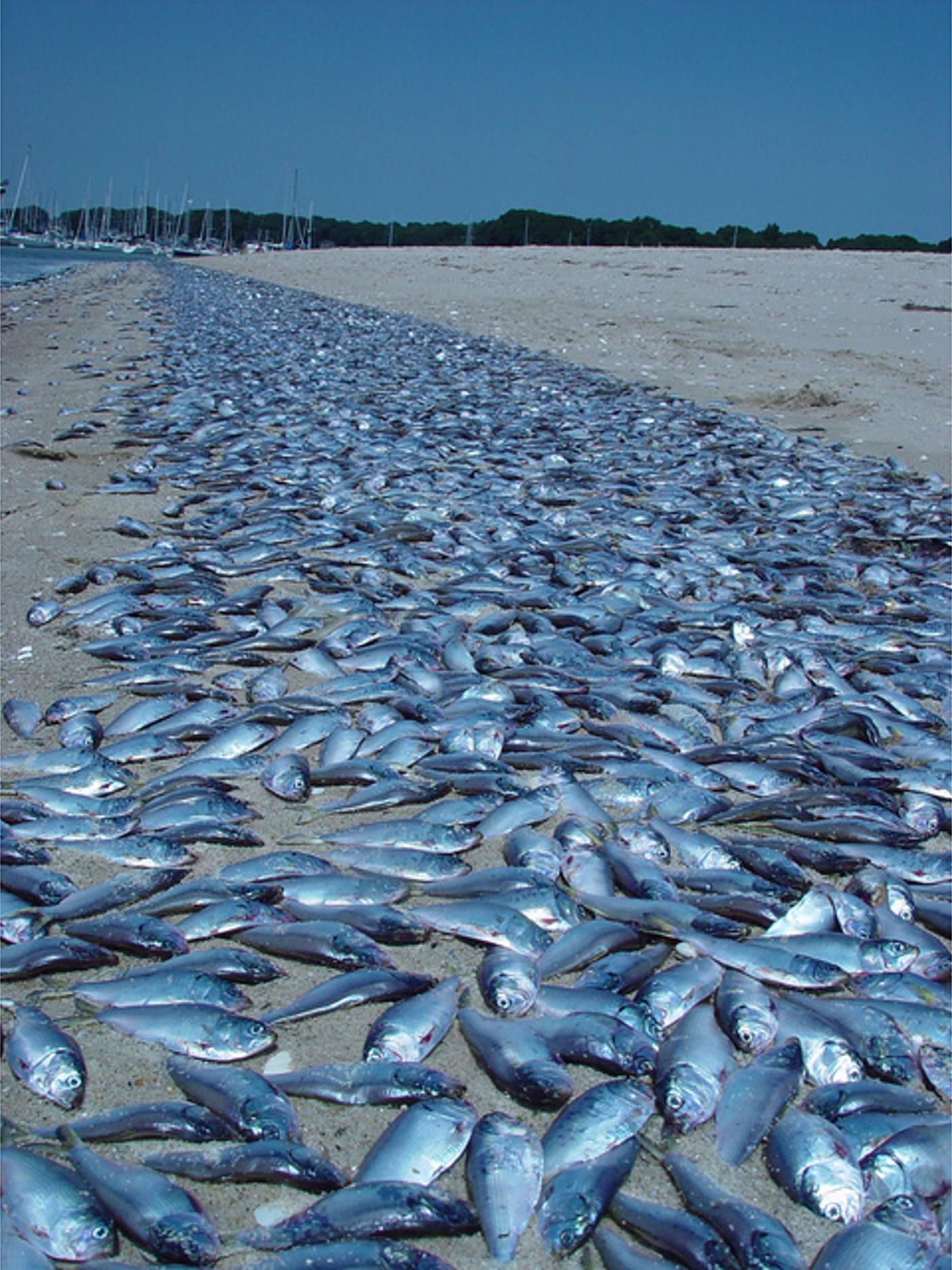 A strip of beach paved end to end with dead fish after a kill event, the shoreline receding toward moored yachts in the distance